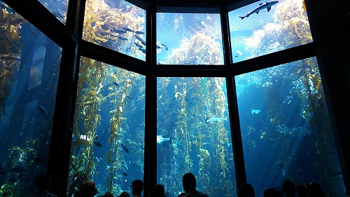 Monterey Bay Aquarium - Kelp Forest