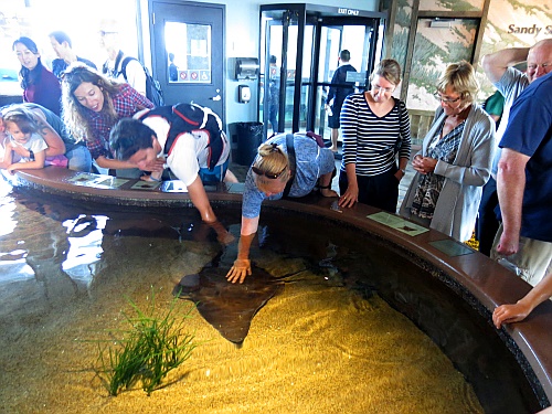 Monterey Bay Aquarium - einmal streicheln bitte