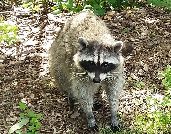 Ein süßer Waschbär mit Panzerknacker-Maske Ein süßer Waschbär mit Panzerknacker-Maske