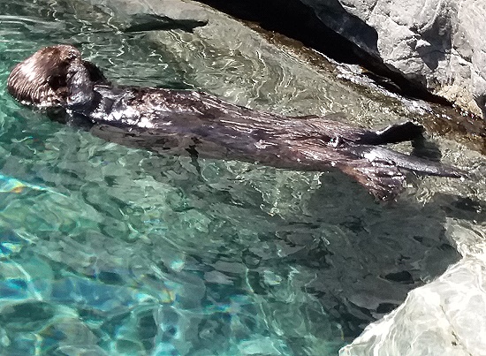Vancouver Aquarium - Otternasen, frische Otternasen Vancouver Aquarium - Otternasen, frische Otternasen