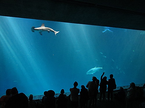 Monterey Bay Aquarium - Open Sea