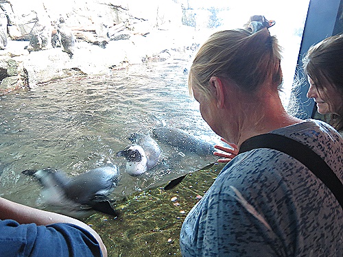Monterey Bay Aquarium - Pinguinfütterung Monterey Bay Aquarium - Pinguinfütterung
