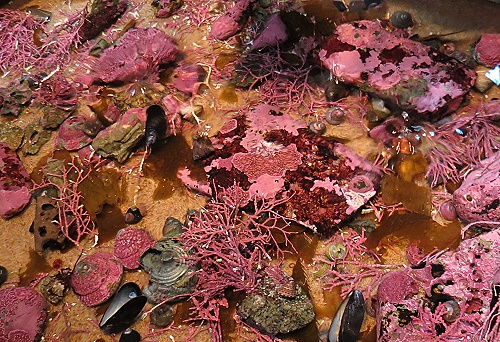 Monterey Bay Aquarium - Pflanzen die auch Tiere sein könnten