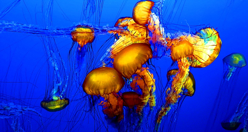 Monterey Bay Aquarium - Qualittsquallen