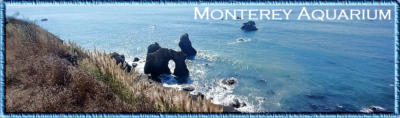 Monterey Aquarium Monterey Aquarium