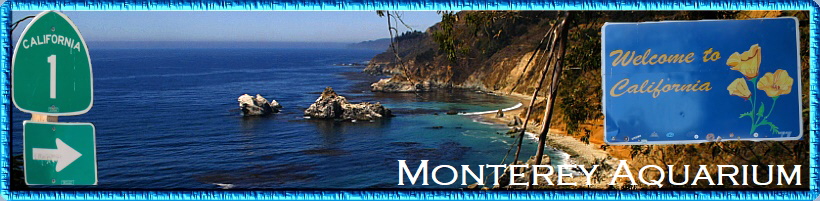 Monterey Aquarium Monterey Aquarium