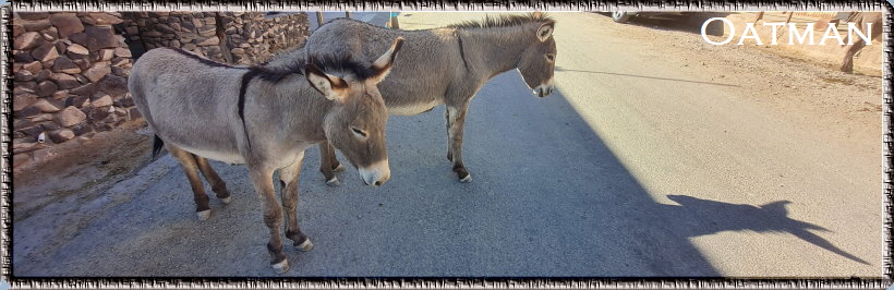 Oatman Oatman