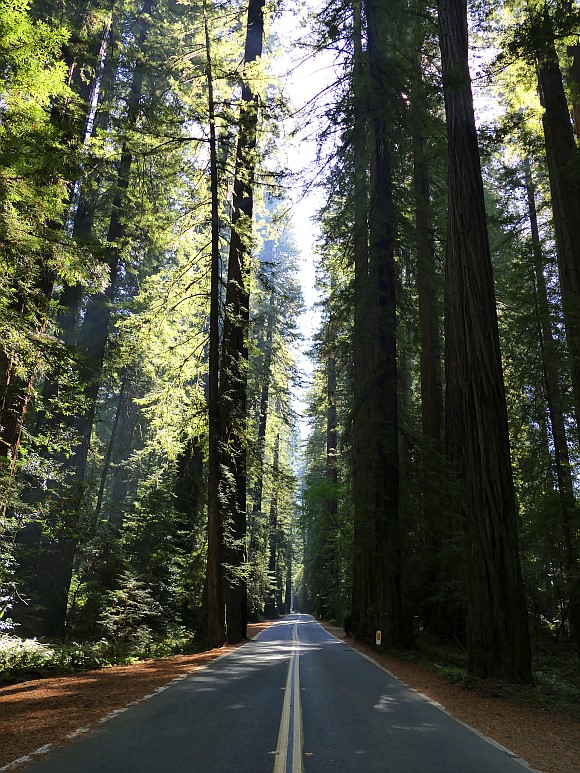 Avenue of the Giants