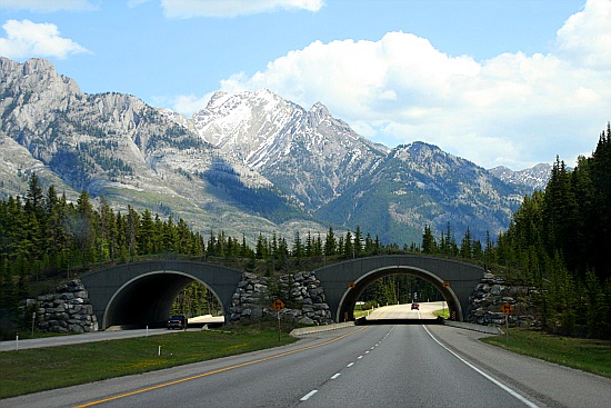 Grünbrücke Grünbrücke