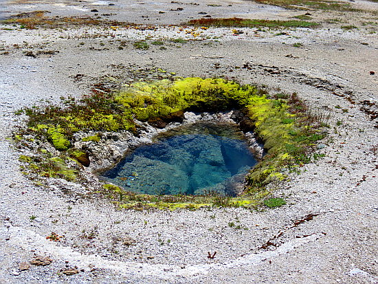 Mustard Spring Mustard Spring