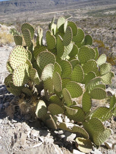 Prickley Pears