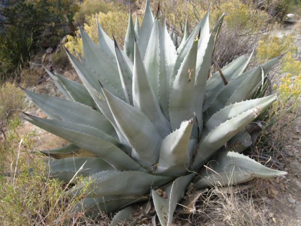 Eine Agave - ich sehe eine Agave .... Eine Agave - ich sehe eine Agave ....