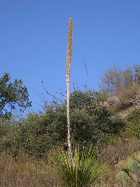 irgendeine Yucca Art irgendeine Yucca Art