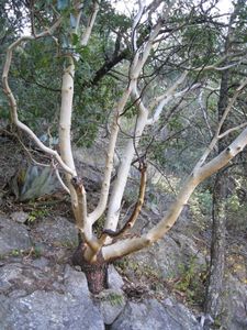 Ein Juniper - ohne Jennifer Ein Juniper - ohne Jennifer