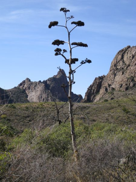 Big Bend Big Bend