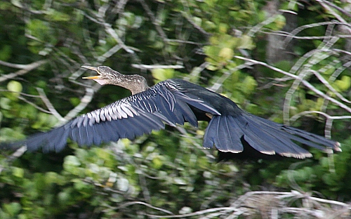 Ein Anhinga anhinga - ein Schlangenhalsvogel Ein Anhinga anhinga - ein Schlangenhalsvogel