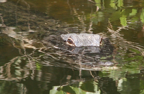 Alligator im Big Cypress National Preserve Alligator im Big Cypress National Preserve