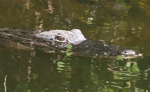 Ein weiterer Gator im Big Cypress National Preserve Ein weiterer Gator im Big Cypress National Preserve