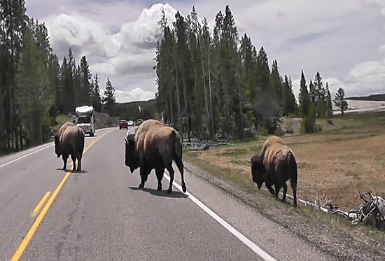 bison bison