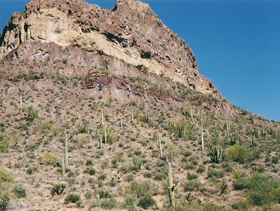 Organ Pipe Cactus Park 