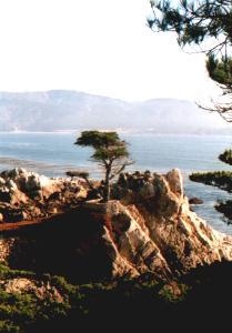 Lone Pine Lone Pine
