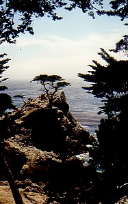 Lone Pine Lone Pine