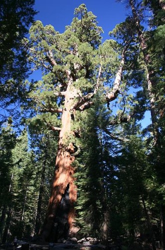 Grizzly Giant Grizzly Giant