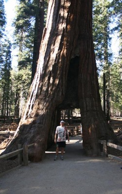 California Tunnel Tree - Vorsicht, daß man sich in der Knipsreihenfolge nicht vordrängelt, auch unbeabsichtigt, sonst gibt es Ärger mit anderen deutschen Touristen.... California Tunnel Tree - Vorsicht, daß man sich in der Knipsreihenfolge nicht vordrängelt, auch unbeabsichtigt, sonst gibt es Ärger mit anderen deutschen Touristen....