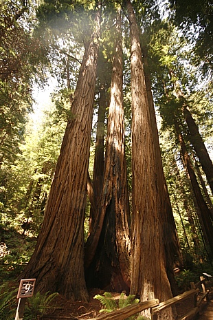 Muir Woods