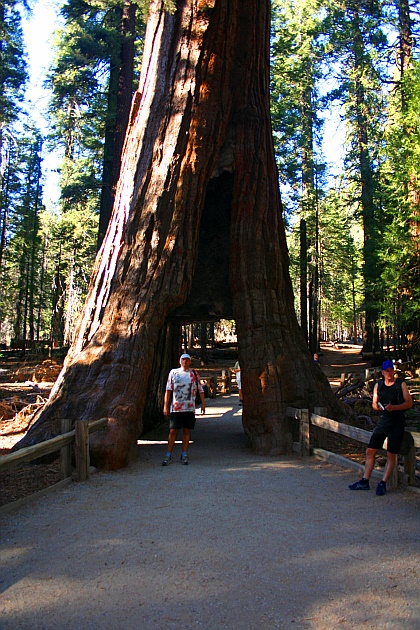 California Tunnel Tree - Vorsicht, daß man sich in der Knipsreihenfolge nicht vordrängelt, auch unbeabsichtigt, sonst gibt es Ärger mit anderen deutschen Touristen.... California Tunnel Tree - Vorsicht, daß man sich in der Knipsreihenfolge nicht vordrängelt, auch unbeabsichtigt, sonst gibt es Ärger mit anderen deutschen Touristen....