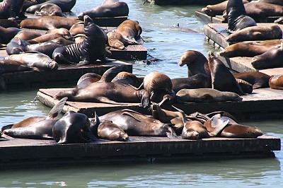 Seelwen am Pier 39