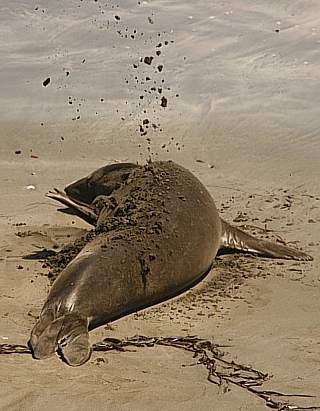 Ein Pelikan im Formationsflug - nein, ein Seeelefant der sich gerade mit Sand gewirft latürnich