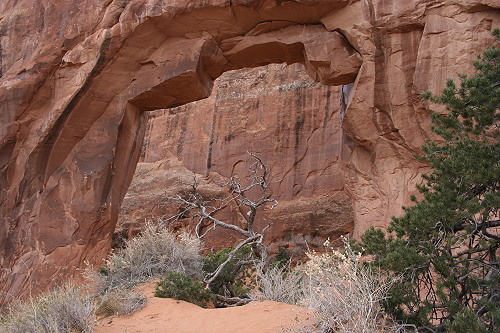 Pine Tree Arch