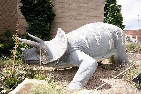 Triceratops Triceratops