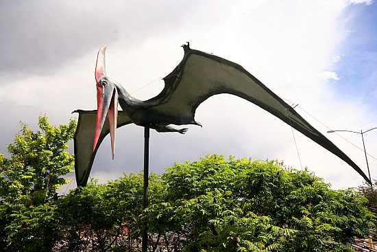 Pteranodon Pteranodon
