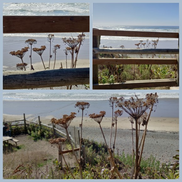 Cannon Beach - Indian Beach