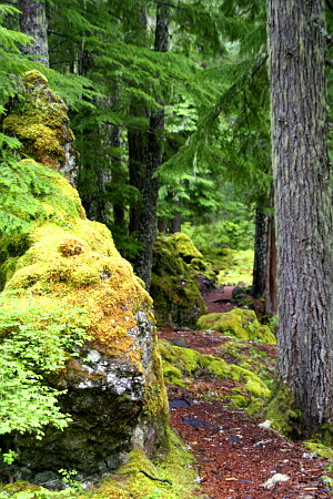 durch wunderbaren Märchenwald durch wunderbaren Märchenwald