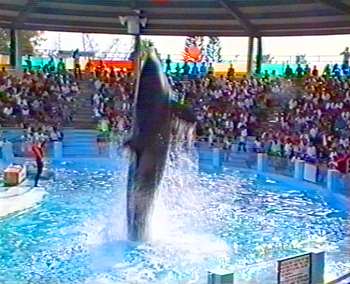 Lolita, die Killerwalin im Miami Seaquarium