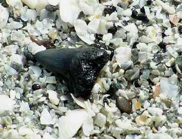 Haifischzahn am Manasota Beach