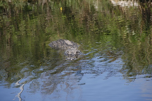 Alligator