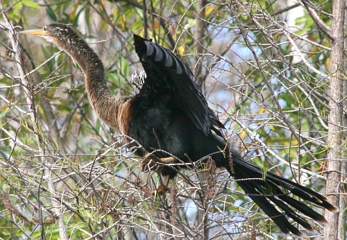 Anhinga anhinga