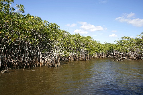 So interessant sieht es in den Everglades aus. Gras und Mangroven - sonst nicx