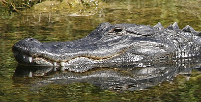 die Krokodile in den Everglades sind angebunden - sagt Volker die Krokodile in den Everglades sind angebunden - sagt Volker