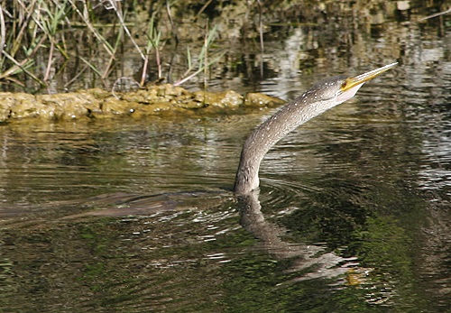 Ein Anhinga anhinga Ein Anhinga anhinga