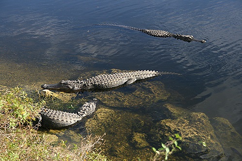 In den Everglades