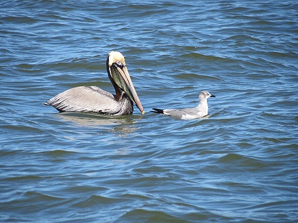 Bowditch Point Regional Park Park