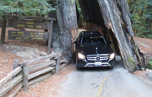 Shrine Drive Thru Tree Shrine Drive Thru Tree