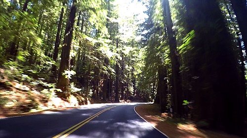 Avenue of the GIants Avenue of the GIants