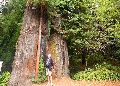 Immortal Tree Immortal Tree