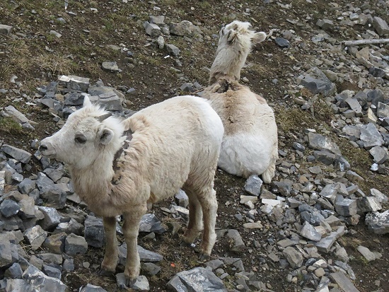 Banff Gondola Animals Banff Gondola Animals